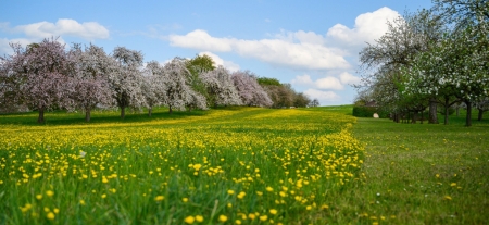 Spring Meadow - field, flowers, green, trees