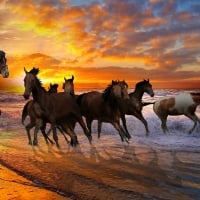 Horses at Sunset