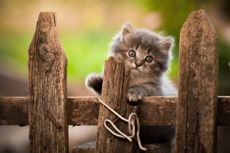 :) - kitten, paw, cute, pisici, yuri korotun, fence, cat, rural, brown