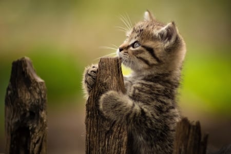 :) - kitten, paw, brown, pisici, cute, fence, cat, rural, yuri korotun