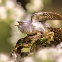 Cuckoo Bird