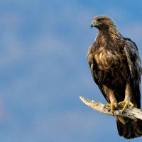 Golden Eagle