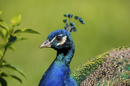 Peacock