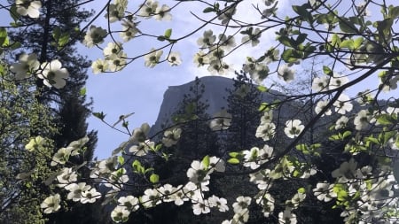 Dogwood and Half Dome, Yosemite National Park, California