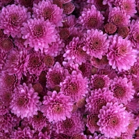 Pink Chrysanthemums