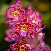 Orchids