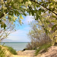 Bird Cherry by Sea