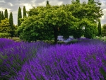 Lavender in a park