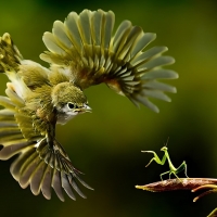 Bird & Praying Mantis