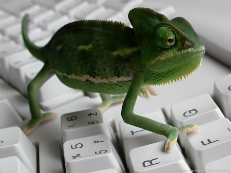 Chameleon - chameleon, funny, keyboard, reptile