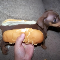 Live Hot-Dog!