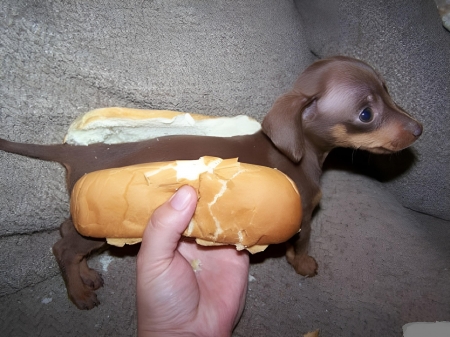 Live Hot-Dog! - animal, canine, dachshund, dog, funny, hot-dog