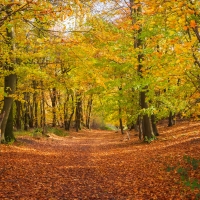 Path in Forest