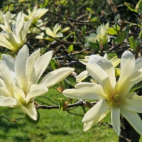 Magnolia