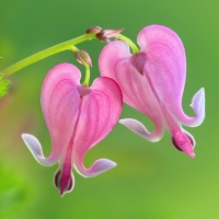 Bleeding heart flowers