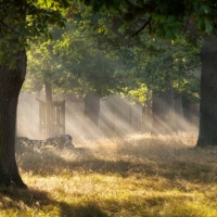 Morning mist and lines of light at Richmond Park