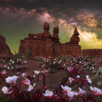 Wildflowers blooming under the night sky in Goblin Valley, Utah