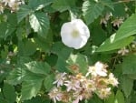 White flowers