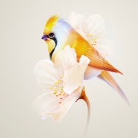 Bird and flowers