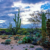 Saguaro National Park, Tucson, Arizona