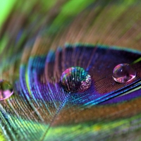 Water Drops on Peacock Feather