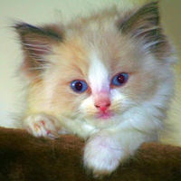 ragdoll kitten