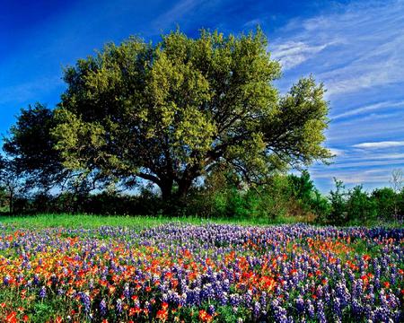 Majestic Tree - nice, sky, majesty, trees, camp, grasslands, field, sunset, superb, amazing, fabulous, cool, green, grass, majestic, cherry, lilases, gourgeous, red, blue, beautiful, awesome, flowers, colors