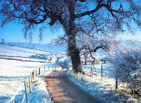 Blue Snow Path - majesty, blue, majestic, amazing, landscape, snow, path, fabulous, seasons, nice, sky, trees, winter, beautiful, photography, photoshop, cool, icy, superb, wonderful, ice, frozen, white, sunset, awesome, magnific, spetacular