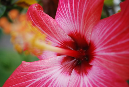 Red Hibiscus - flower, nature, red