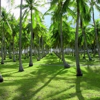 Rangiroa Atoll, French Polynesia palm trees