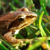 frog in the grass