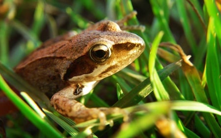 frog in the grass - grass, frog