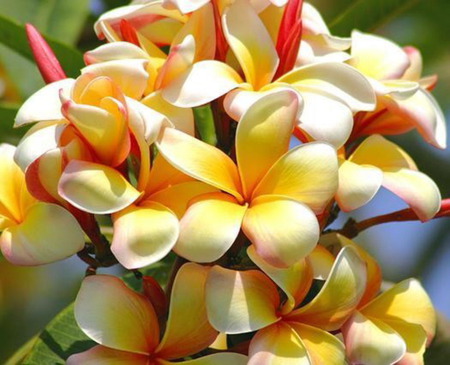 tropical Flower - nature, flower