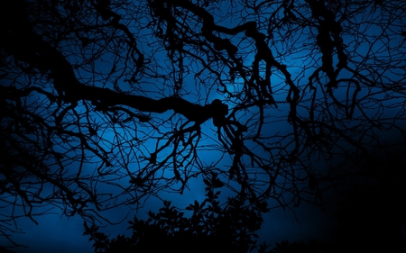 Menacing Sky - nature, sky, trees, forest, photography