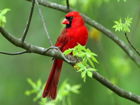 Red Cardinal - bird, cardinal, red, tree