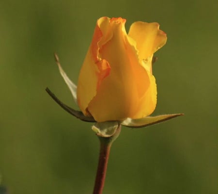 Yellow Rose - bud, rose, flower, yellow