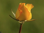 Yellow Rose