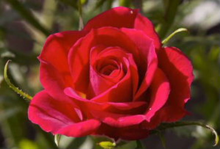 Red Rose - rose, flower, red