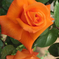 Orange Rose