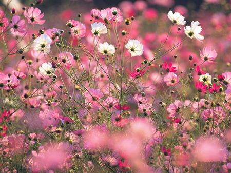 Colourful Cosmos - flowers, garden, colourful, spring