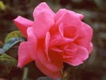 Pink Rose