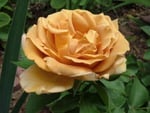 Brown Rose