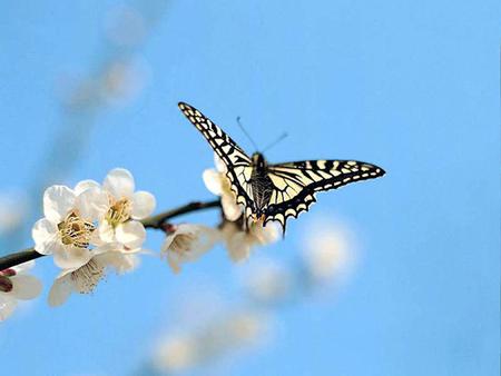 White Butterfly - cherry tree, closeup, blossoms, white butterfly