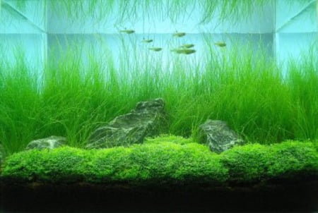 Aquatic Environment - water, green, aquarium