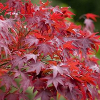 Japanese Maple tree