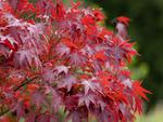 Japanese Maple tree