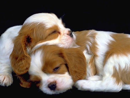 Puppies