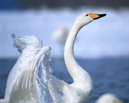 SWAN - white, swan, lovely