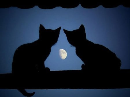 freinds - blue, moon night, cats, night, love, sweet, dream