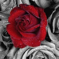 Red-Rose